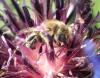 Osmia sp.